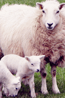 Farm Animal Sounds Learn 스크린샷 3