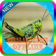 پوستر Audio Belalang Kecek Mp3 Offline