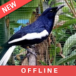 Suara Burung Kacer Juara Kontes Untuk Masteran