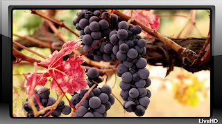 پوستر Grape Wallpaper