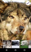 Wolf Lock Screen syot layar 5