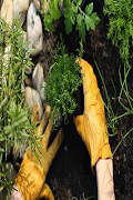 Horticulture poster