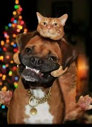 😍😀😆😄 Viral videos FREE😍😀😆😄 截圖 6