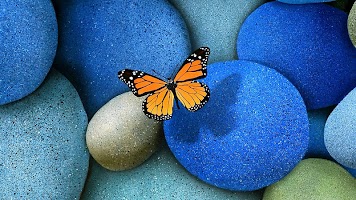Butter-fly 海報