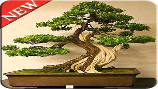 Bonsai Design screenshot 6