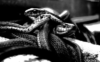 Snake Black HD Live Wallpaper screenshot 2