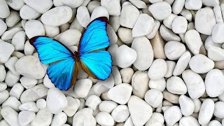 برنامه‌نما Butter-fly عکس از صفحه