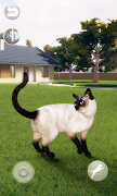پوستر Talking Siamese Cat