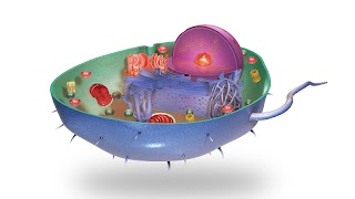 VR Animal Cell Ekran Görüntüsü 1