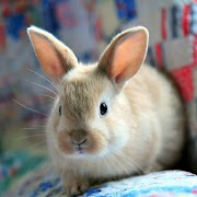 پوستر RABBIT Wallpapers v2