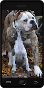 Boerboel screenshot 1