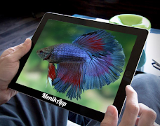 Betta Fish 3D Ekran Görüntüsü 2