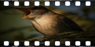 Nightingale Bird Song capture d'écran 2