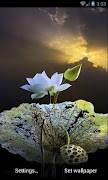 Flower beautiful Wallpaper screenshot 2