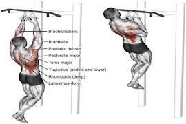 Gym Workout Exercises screenshot 1