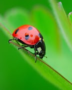 Ladybug Puzzle Game syot layar 4