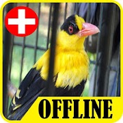 برنامه‌نما Terapi Kepodang Emas Offline - Suara Burung عکس از صفحه