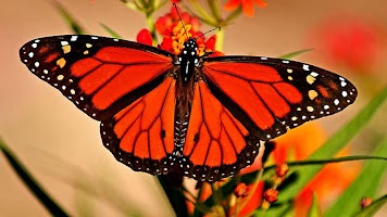 برنامه‌نما Butter-fly عکس از صفحه