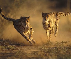 Cheetah Games screenshot 3