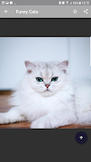 Cute Cats ภาพหน้าจอ 2