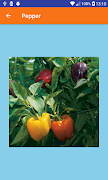 Apprendre les légumes capture d'écran 1