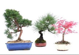 Bonsai For Beginners screenshot 4
