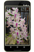 Orchids in Indonesia screenshot 6