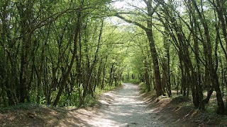 Trees اسکرین شاٹ 5