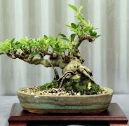 Bonsai Design Screenshot 5