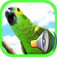call Bird 포스터