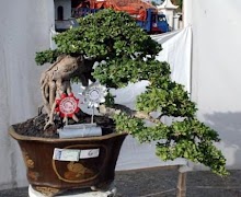 Unique Bonsai Model screenshot 6