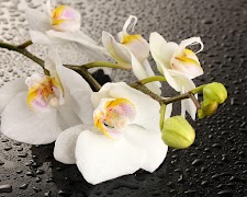 أفضل الروبوت المواضيع تصوير الشاشة 4