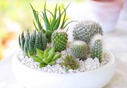 برنامه‌نما Cactus Plant Design عکس از صفحه