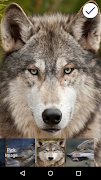 Wolf Lock Screen 截图 5