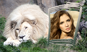 Lion Photo Frames screenshot 3