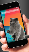 Cat on Screen  Prank screenshot 5