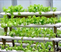 hydroponic system পোস্টার