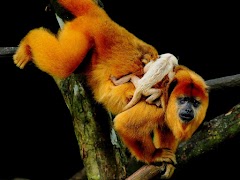 Monkey Wallpaper โปสเตอร์