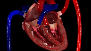 VR Blood Circulation Screenshot 3
