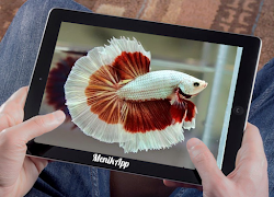بيتا، فيش 3d تصوير الشاشة 5