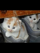 Cats Images скриншот 6