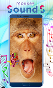 Monkey Sounds Affiche