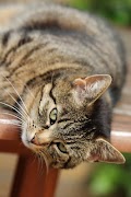 Cats Images capture d'écran 1