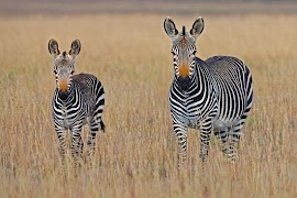 Documentaires d'animaux du monde. capture d'écran 5