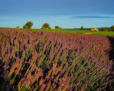 AppLock 테마 라벤더 스크린샷 3