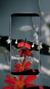 蝶の壁紙HD スクリーンショット 1