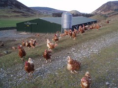 Poultry capture d'écran 3
