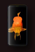 Fish Wallpaper screenshot 6