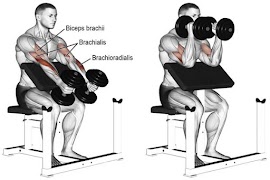 Gym Workout Exercises poster