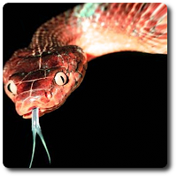 Snake Vision Camera Effect poster